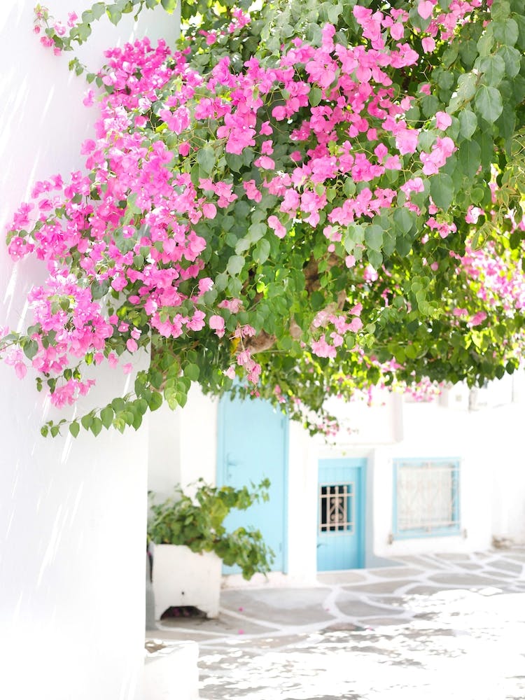 Bougainvillea Street Mykonos