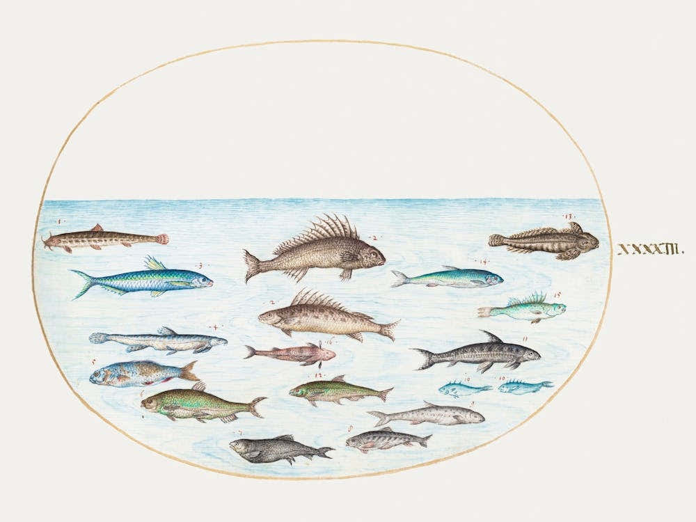 Fifteen Fish (1575–1580), Joris Hoefnagel