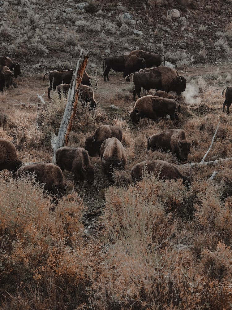 Sagebrush Bison Herd