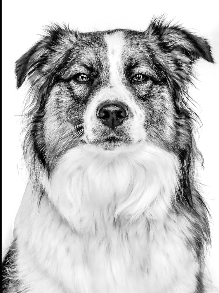 Black And White Dog Portrait