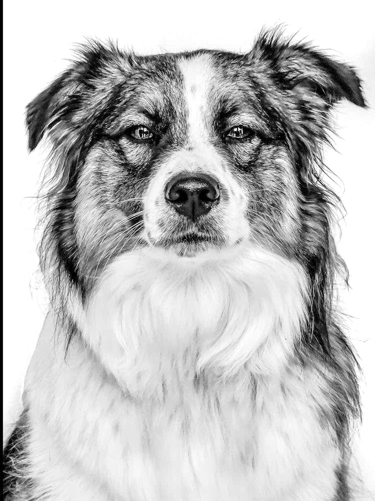 Black And White Dog Portrait