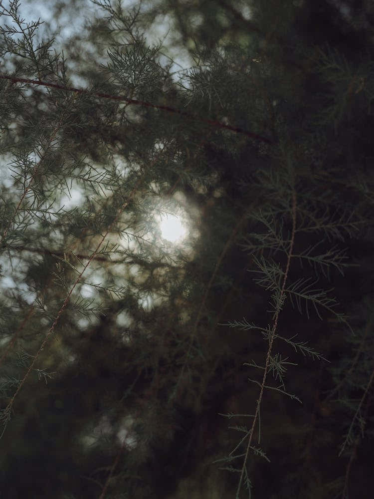 Sunshine Through The Trees St Sebastian, Spain