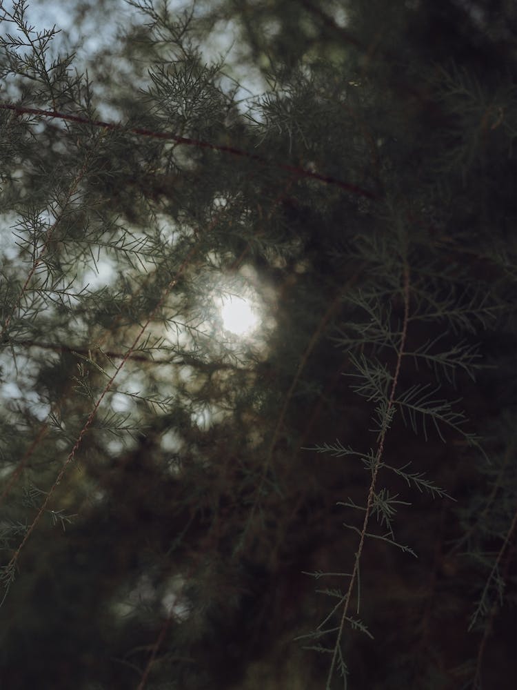 Sunshine Through The Trees St Sebastian, Spain