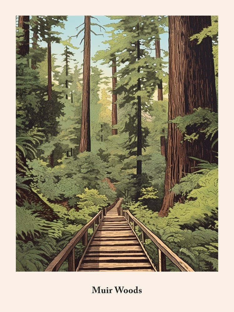 Muir Woods 2