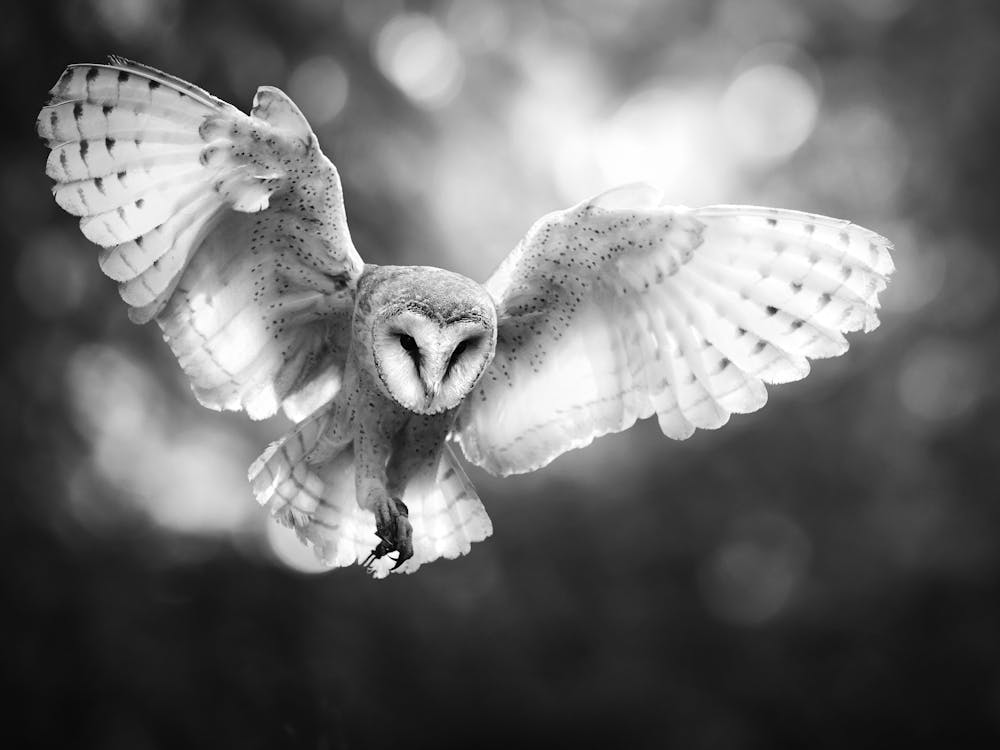 Barn Owl In Flight