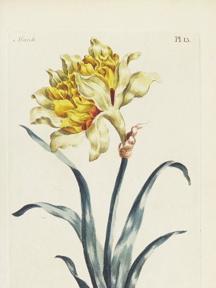 Daffodil