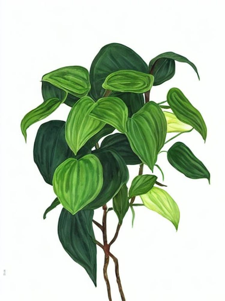 Pothos (Epipremnum Aureum) Watercolor