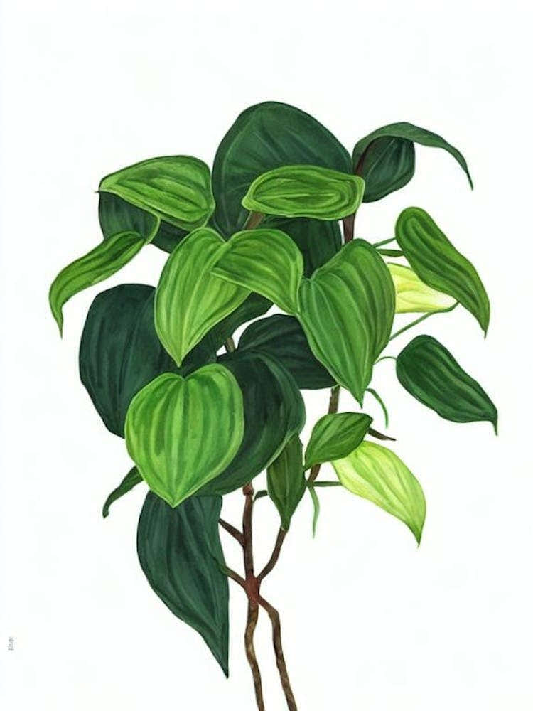 Pothos (Epipremnum Aureum) Watercolor