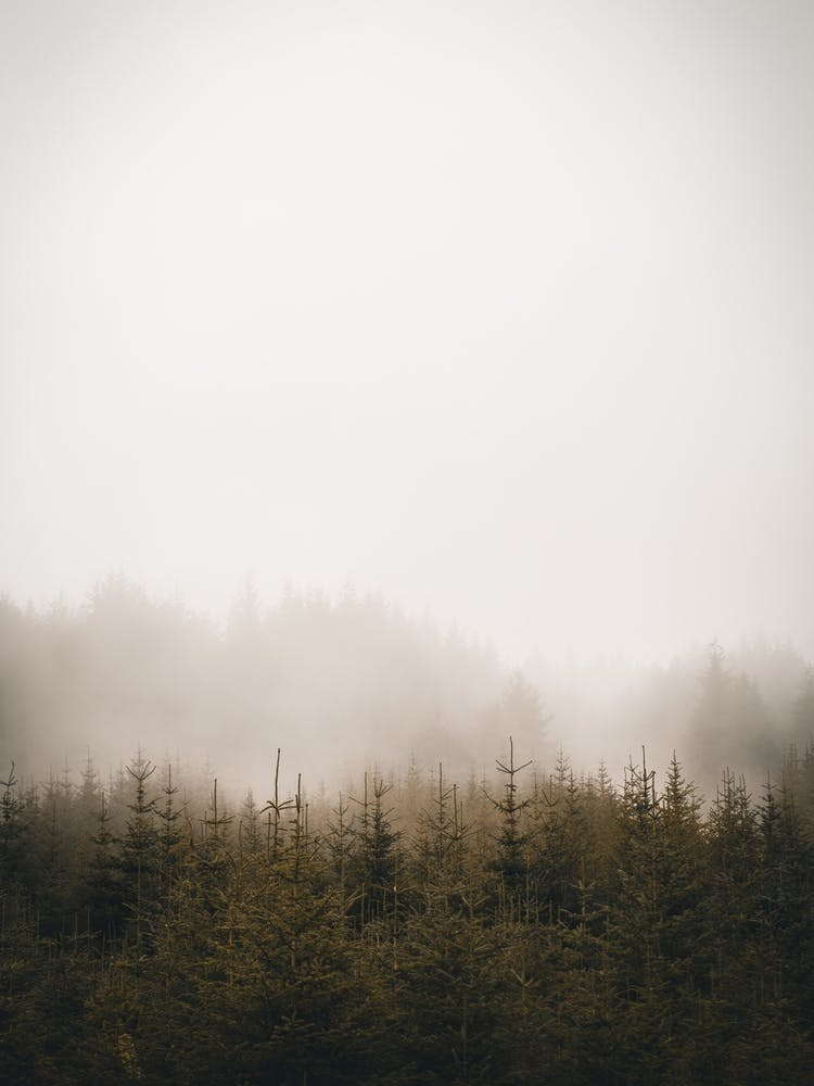 Foggy Forest