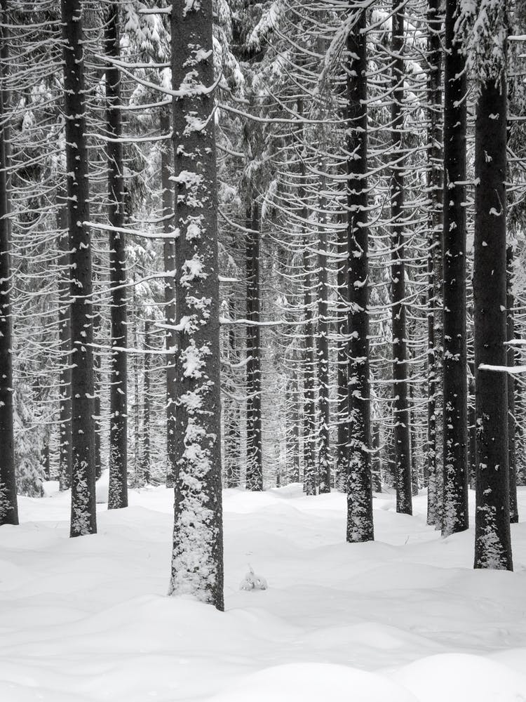 Deep Dark White Forest