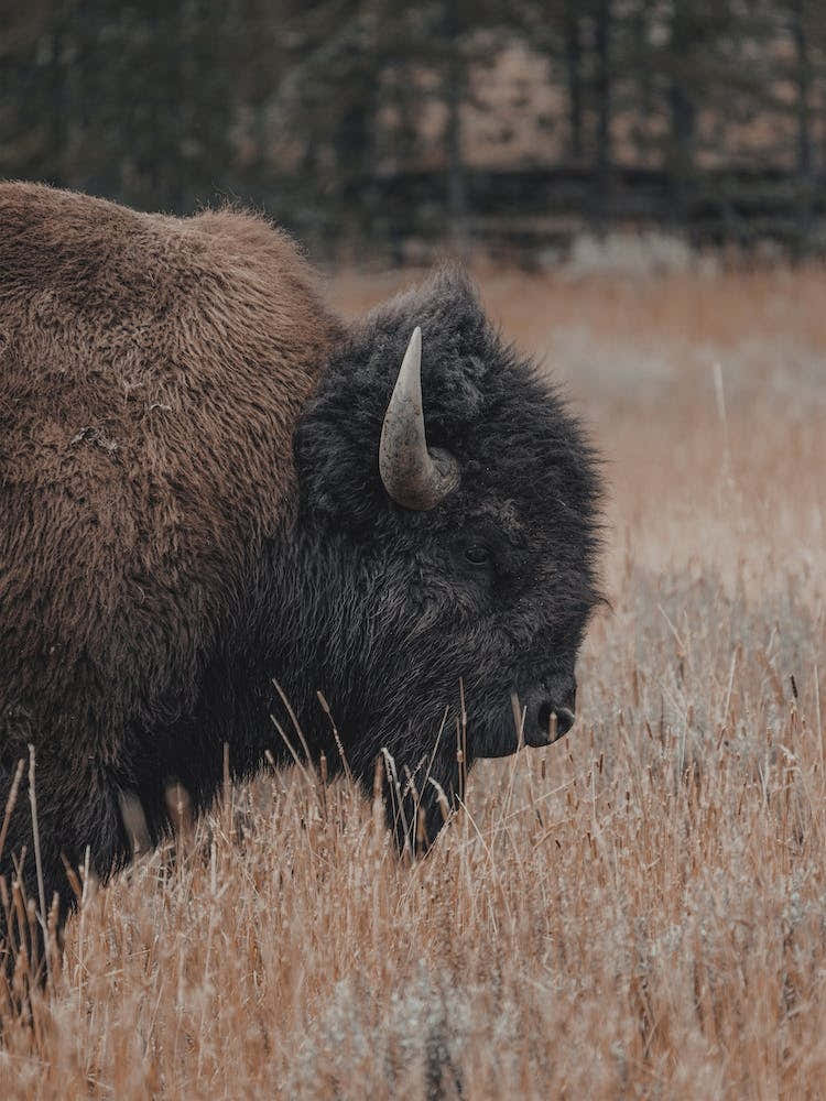 Woodland Bison