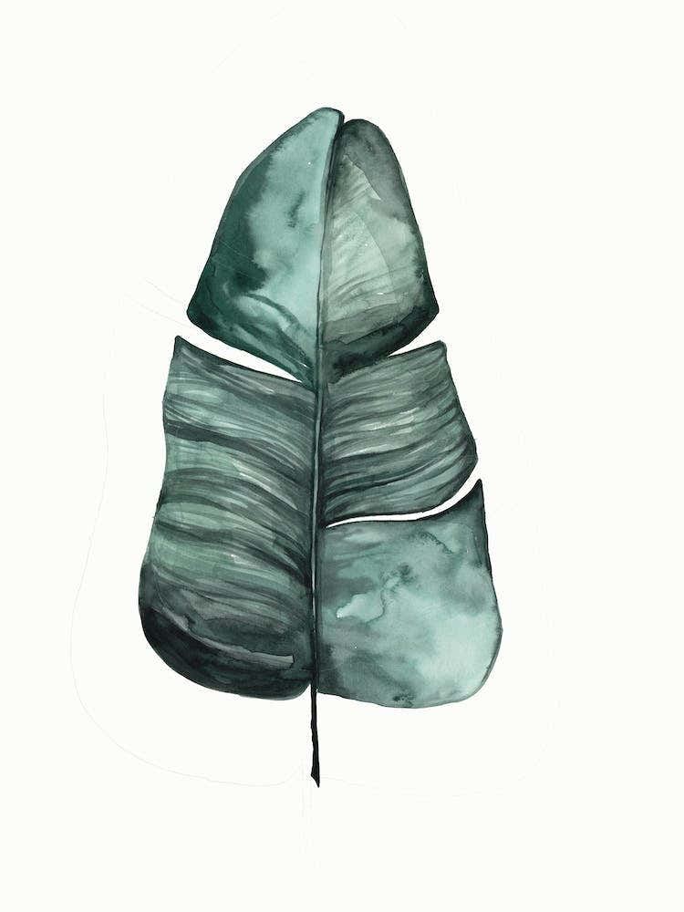 Botanical Illustration Banana Leaf