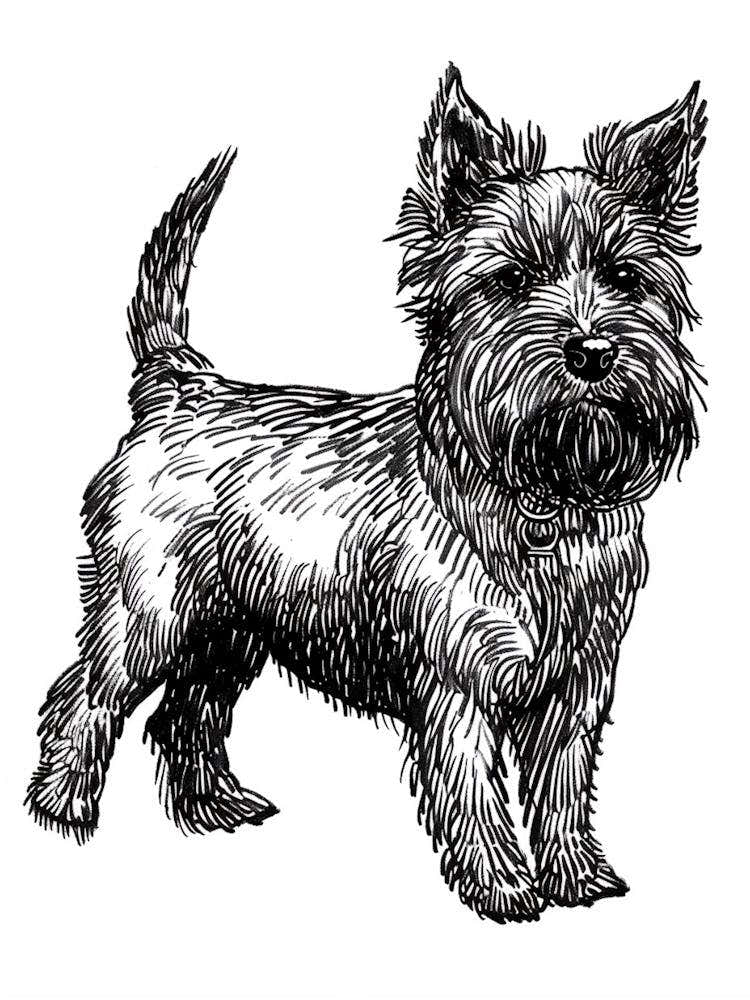 Cute Terrier Dog Line Art 4