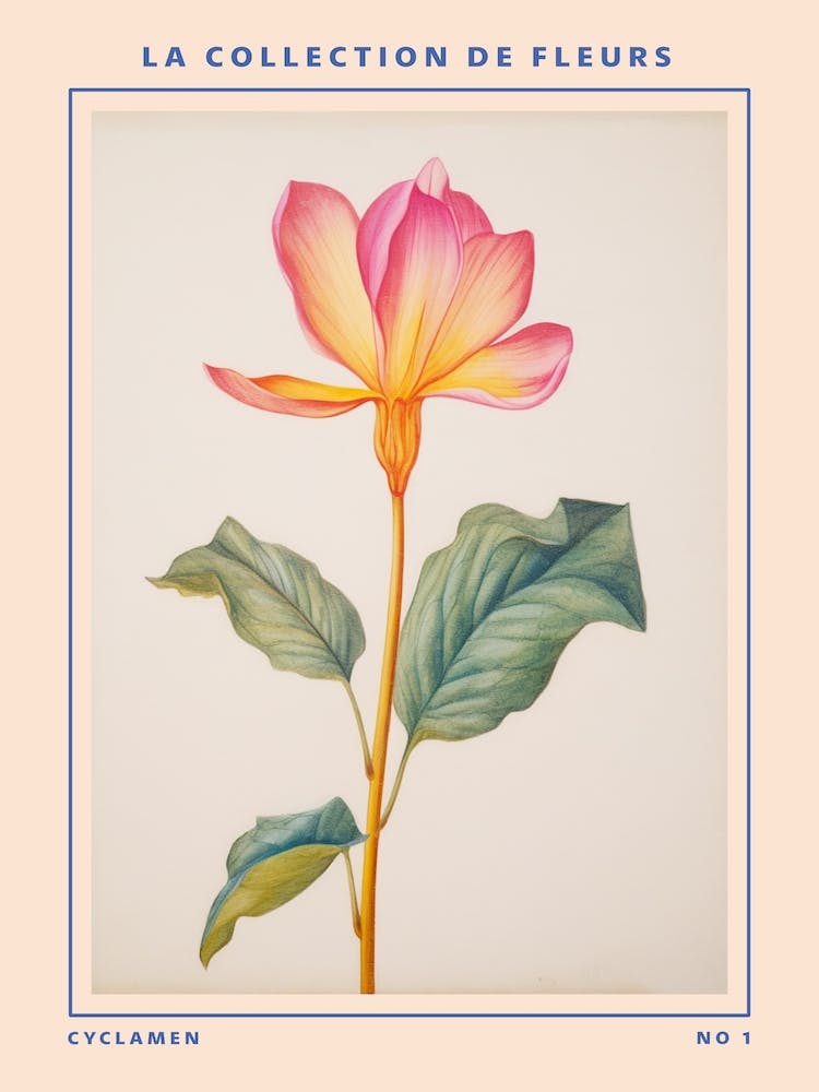 Cyclamen French Flower Botanical Poster