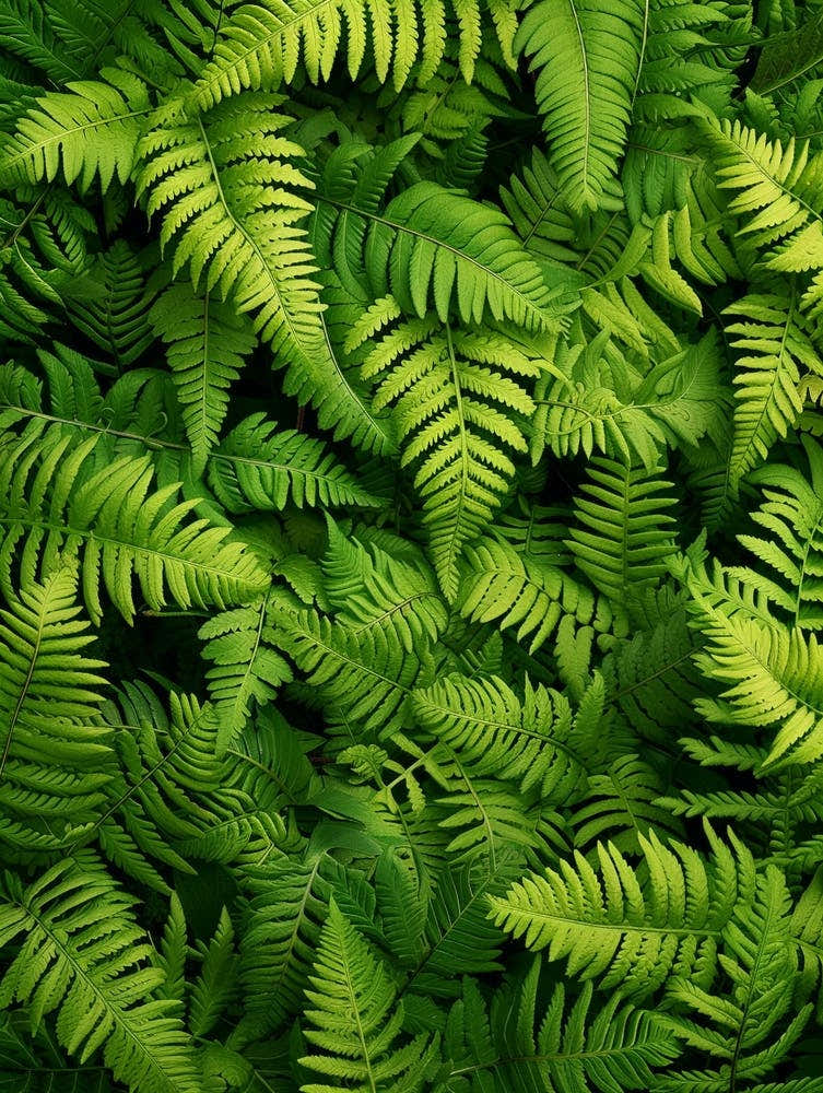 Pattern Poster Wood Fern 2