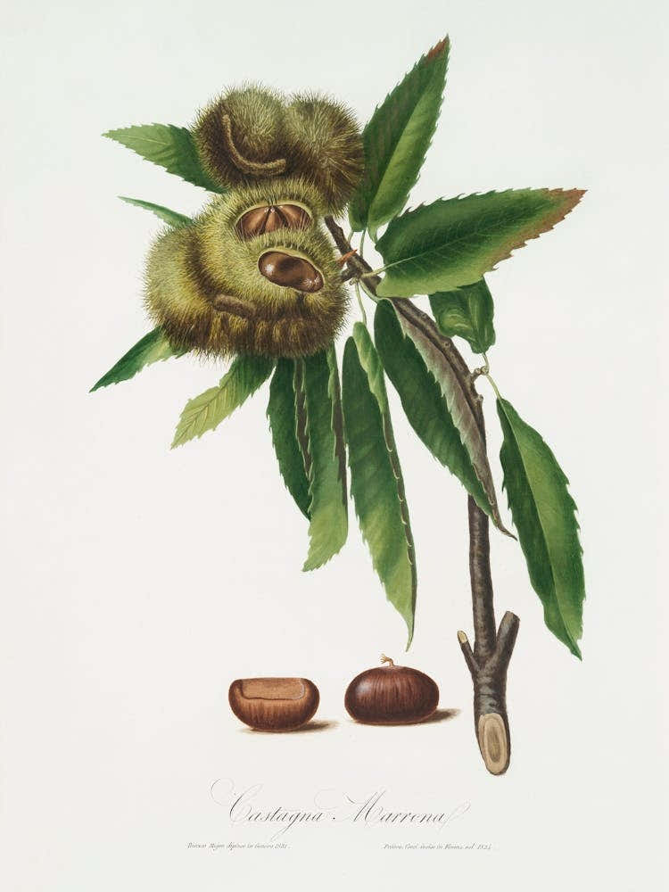 Spanish Chestnut (Castanea Sativa) From Pomona Italiana (1817 1839), Giorgio Gallesio