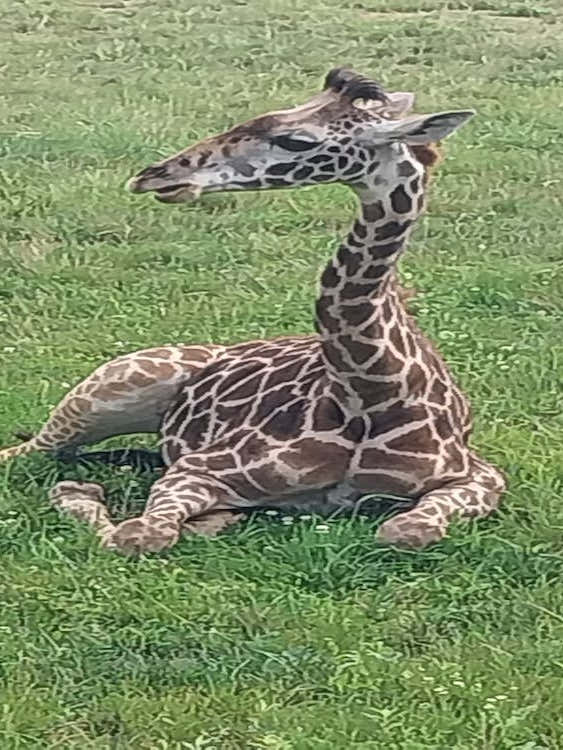 Baby giraffe