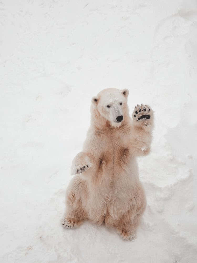 Polar Bear Waving