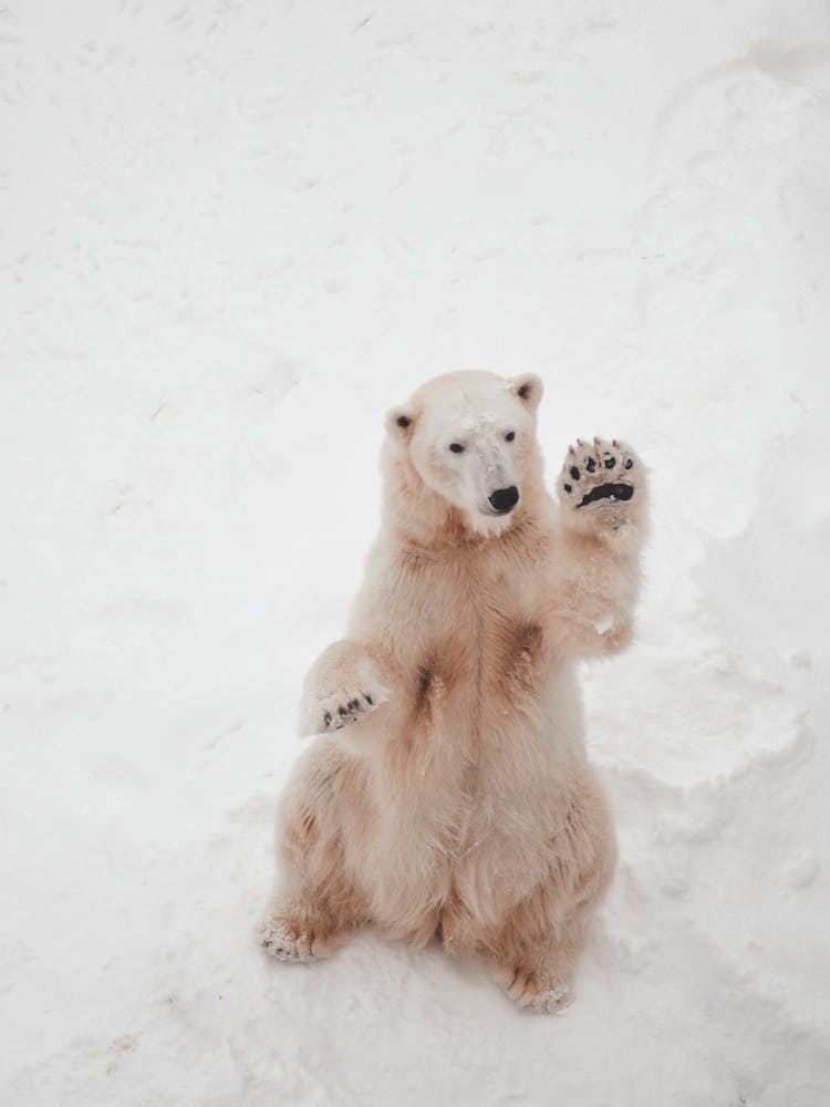 Polar Bear Waving