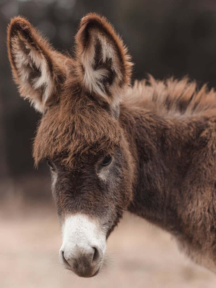 Baby Donkey