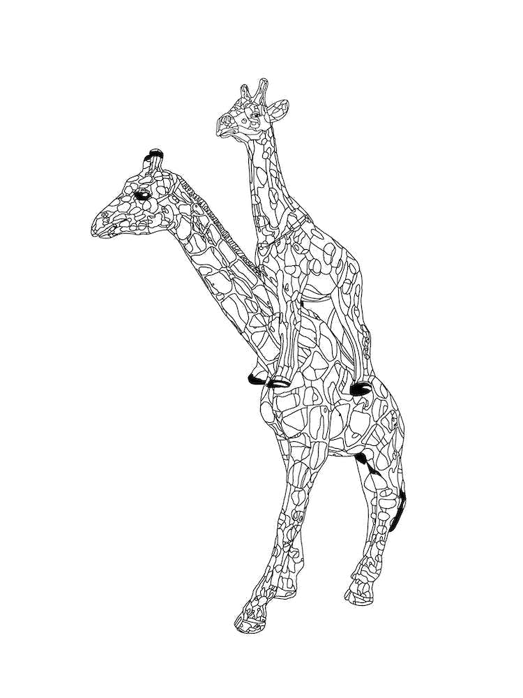 This is how giraffes carry their babies