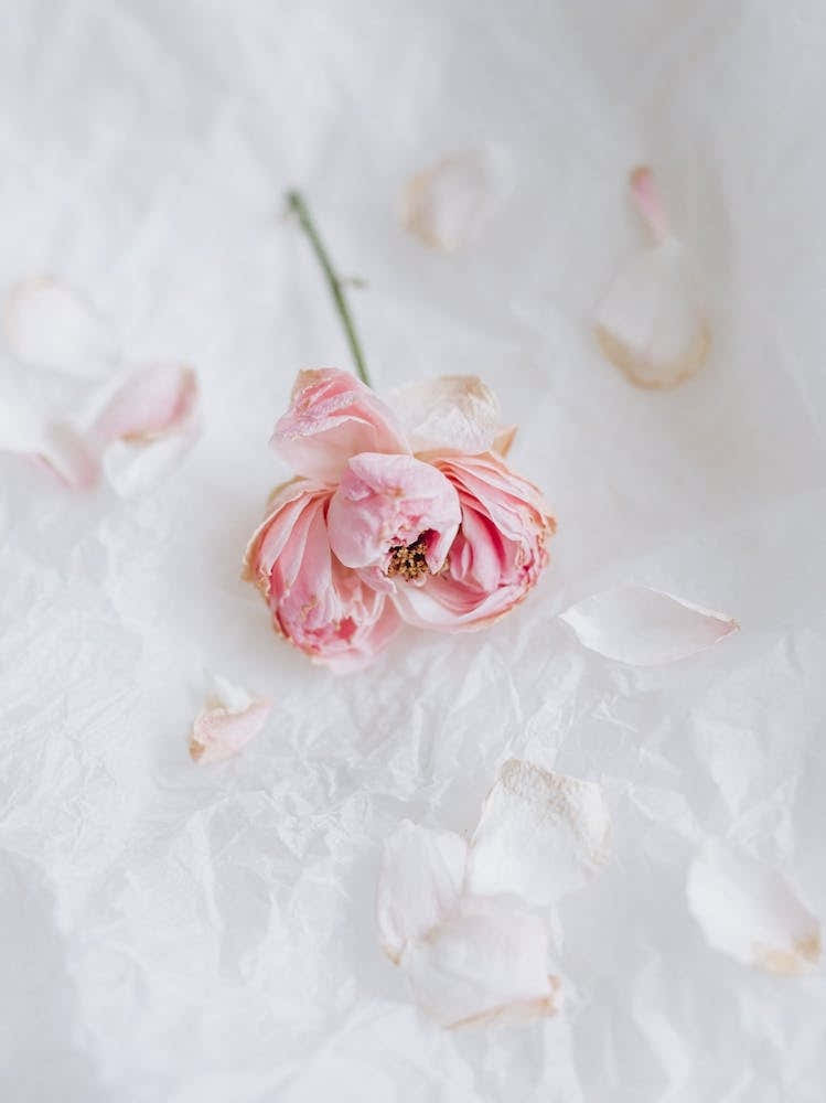 Dry Pink Rose On White Background 14569571