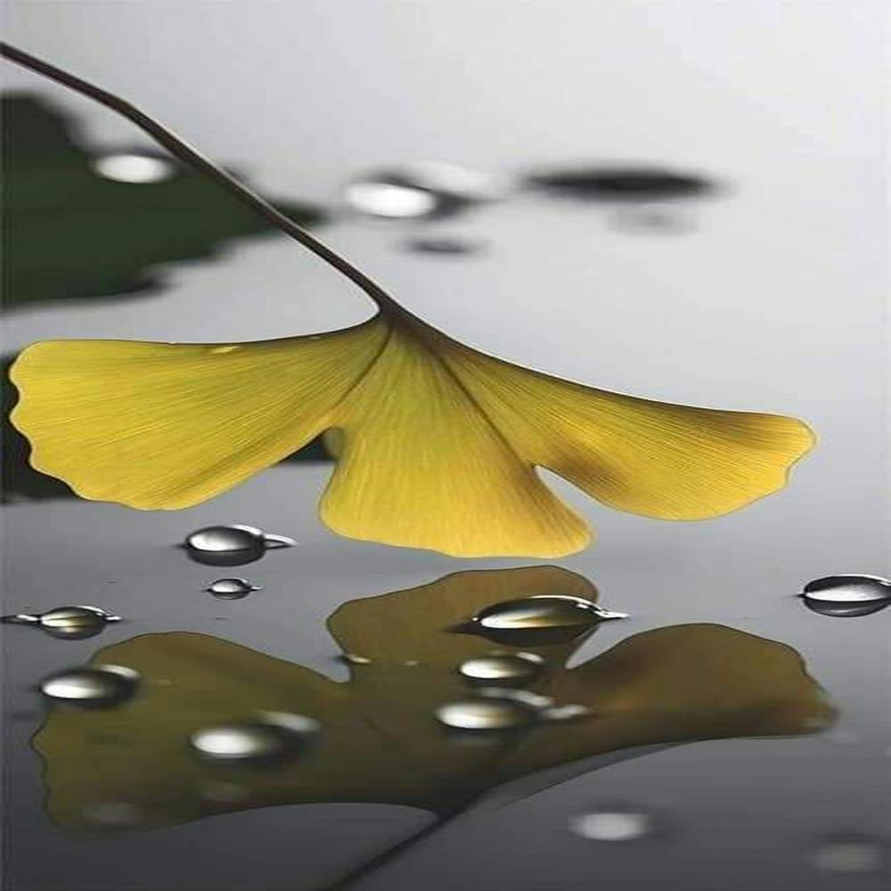 Ginkgo Leaf