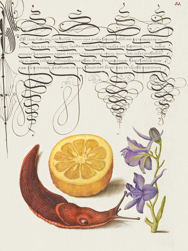 Sour Orange, Terrestrial Mollusk, And Larkspur From Mira Calligraphiae Monumenta, Joris Hoefnagel