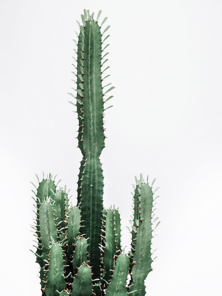 Cactus Red II