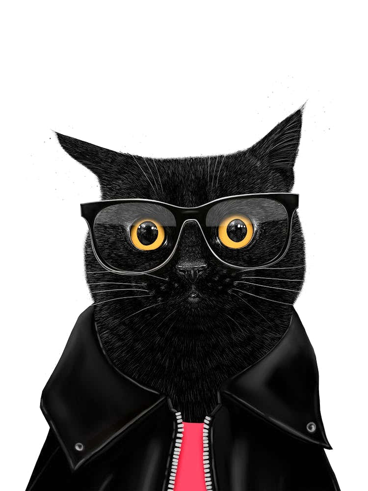 Stylish Black Cat