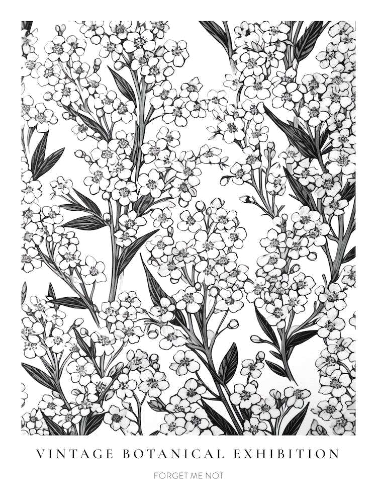Forget Me Not B&W Vintage Botanical Poster