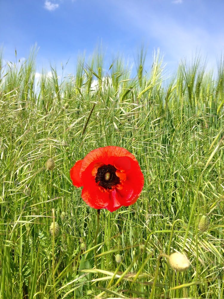 Single Red Poppy In A Wheat Field
