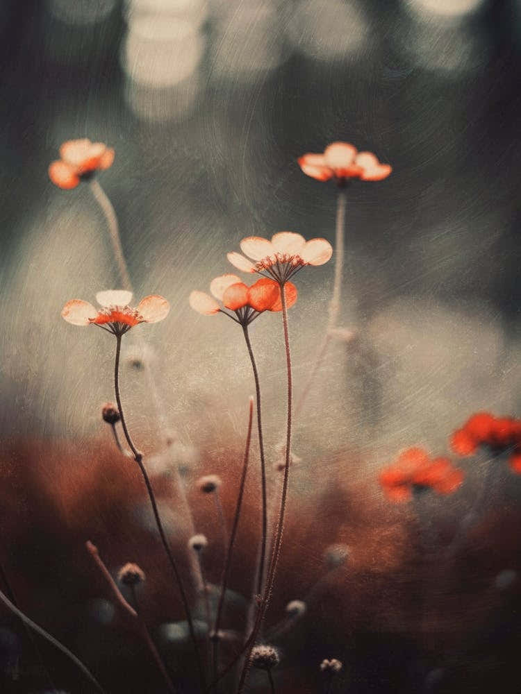 Nostalgic Nature No 2