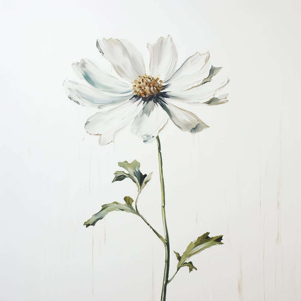 White Cosmos