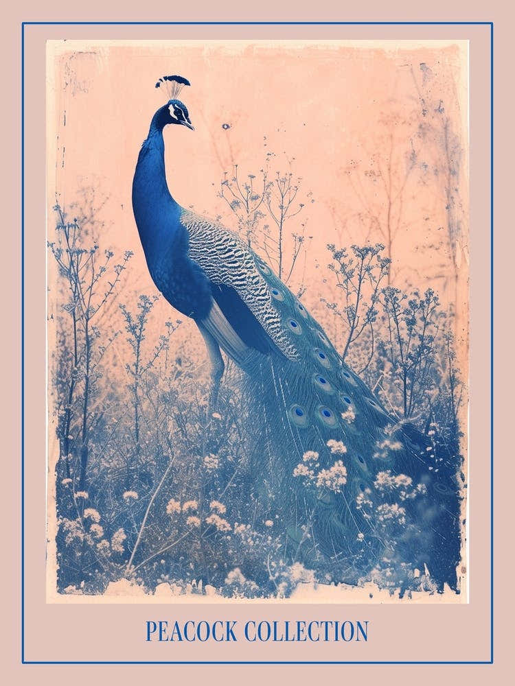 Peacock In The Meadow Cyanotype Inspired 2 Poster