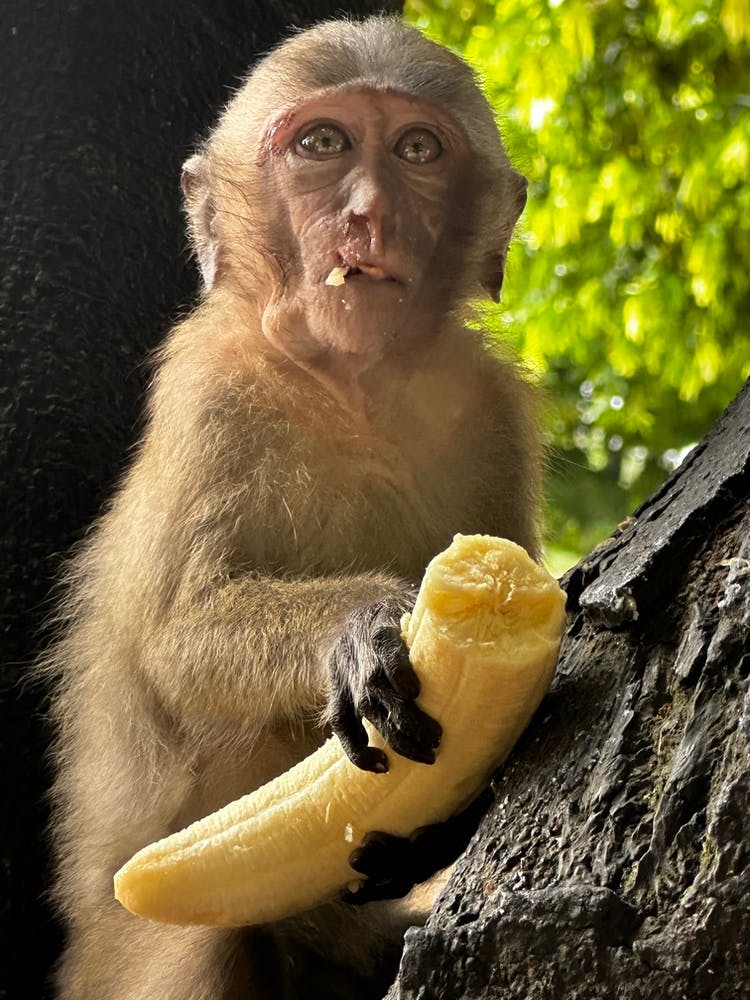 Monkey Eating Banana