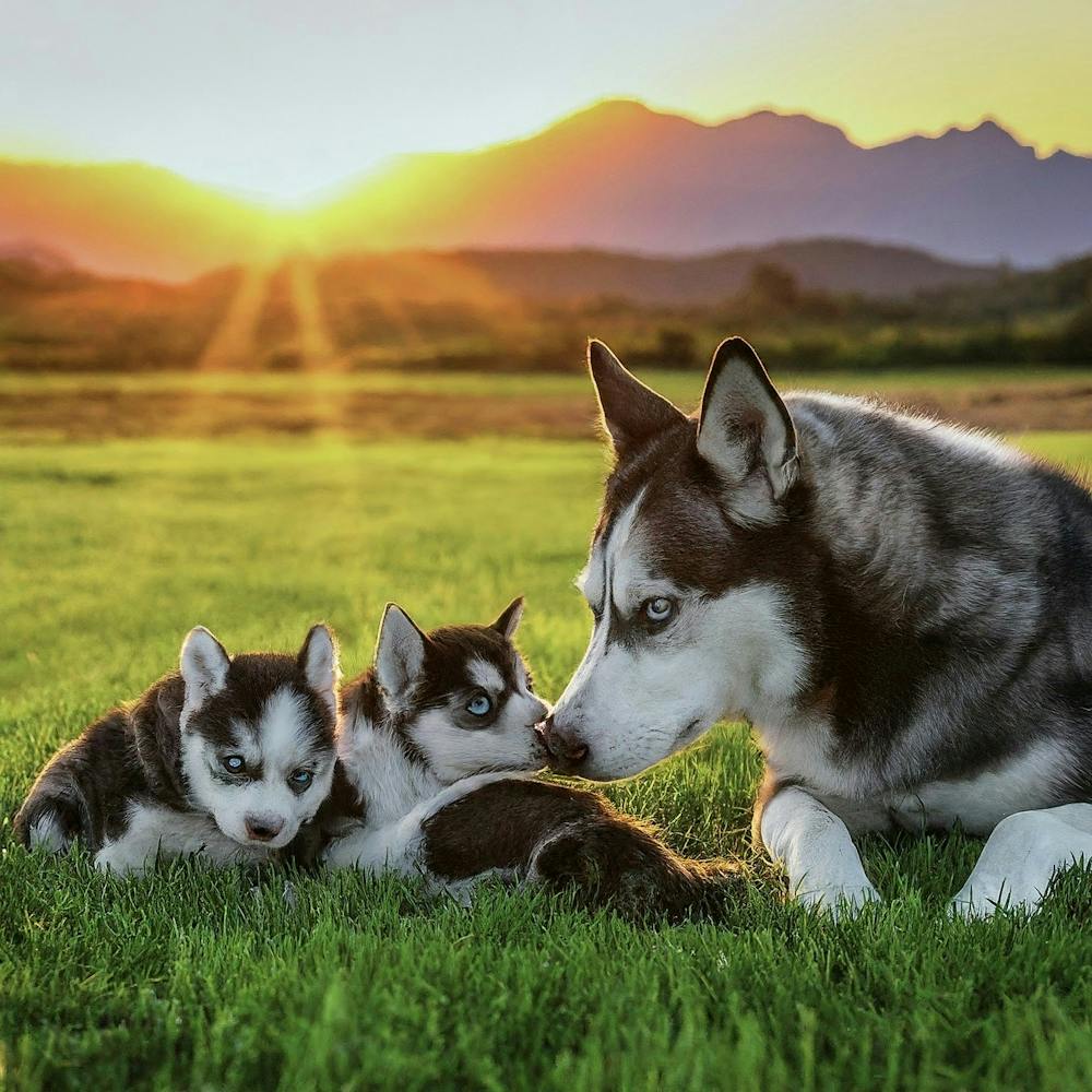 Husky Puppies