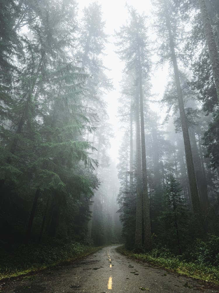 Forest Dreams- Redwood Park Road