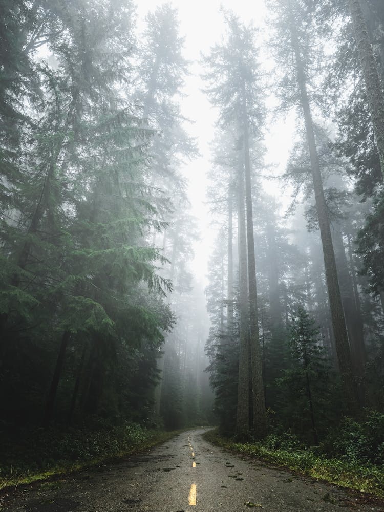 Forest Dreams- Redwood Park Road