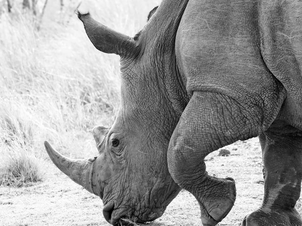 Rhino In Africa