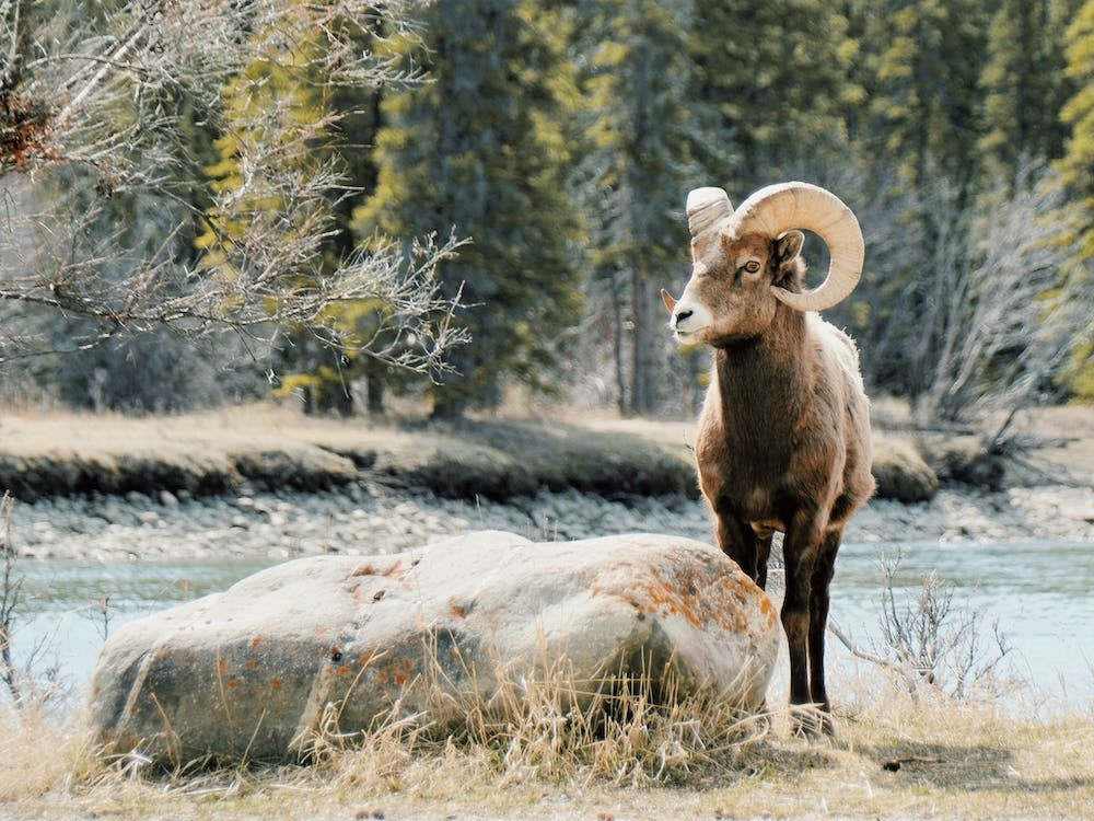 Bighorn Sheep Near River