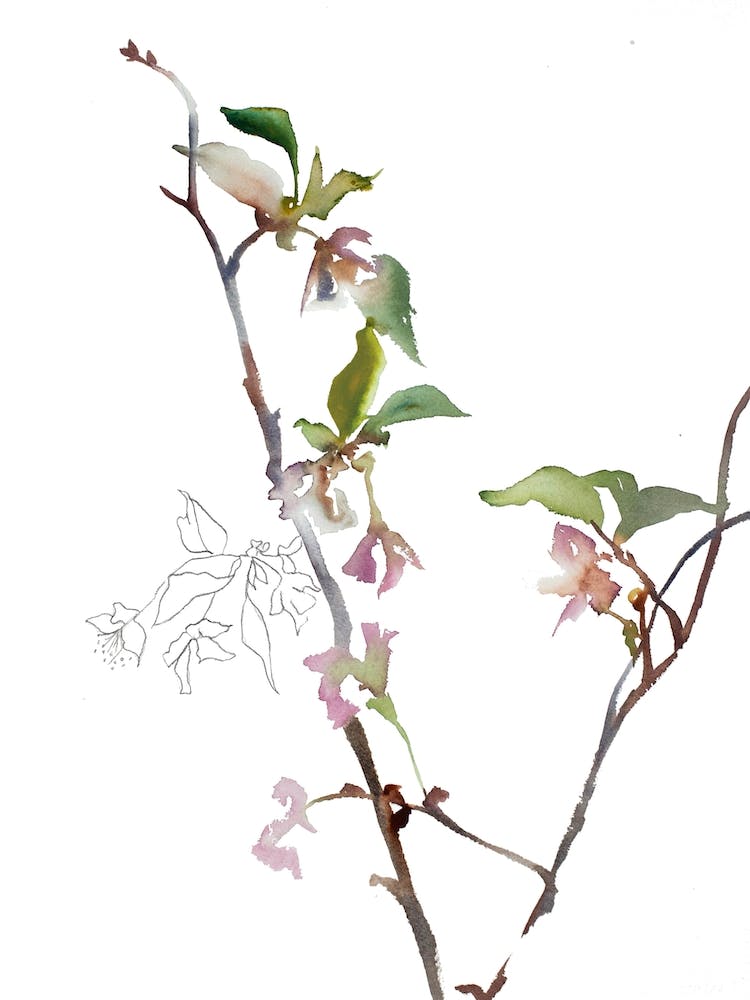 Cherry Blossom