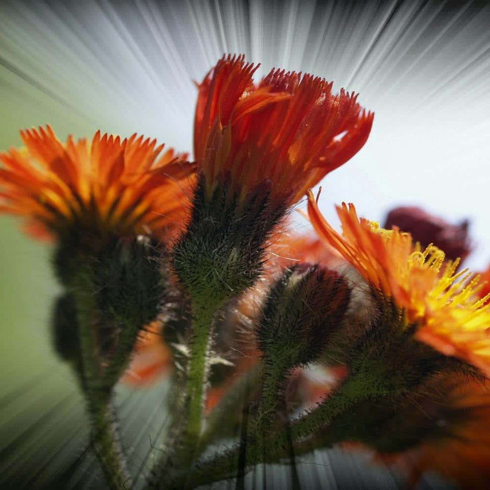 Flowers - Flower Stock Videos & Royalty-Free Footage