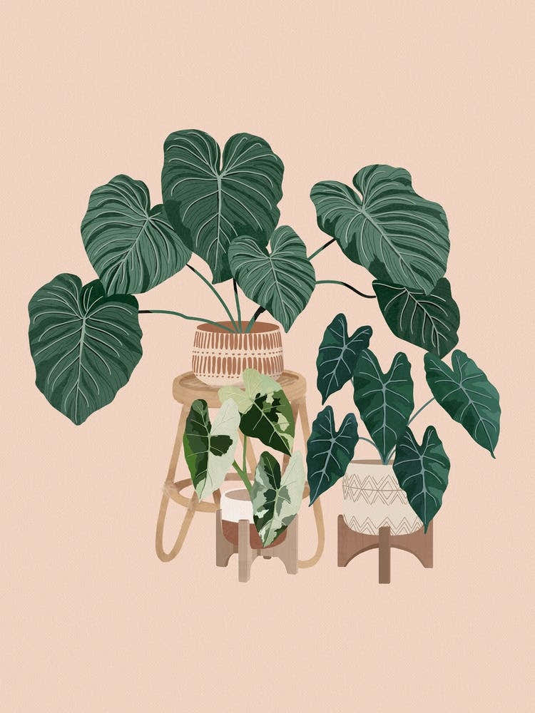 Philodendron Plants