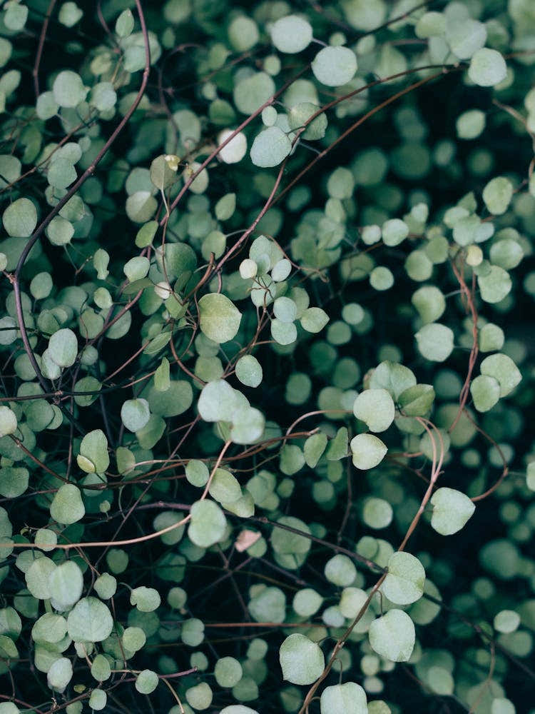 Abstract Small Green Plant Leaves