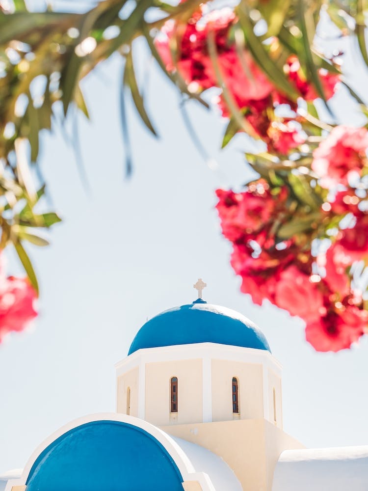 Pink Flowers At Santorini Church