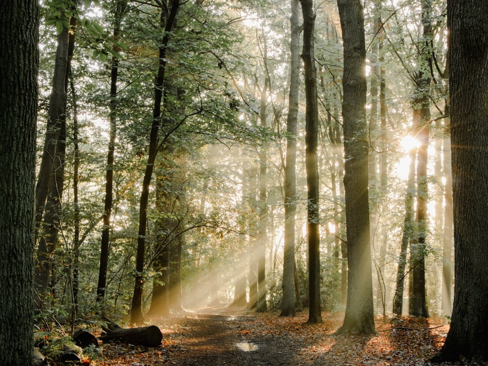 Magestic Sunrise in the Forest