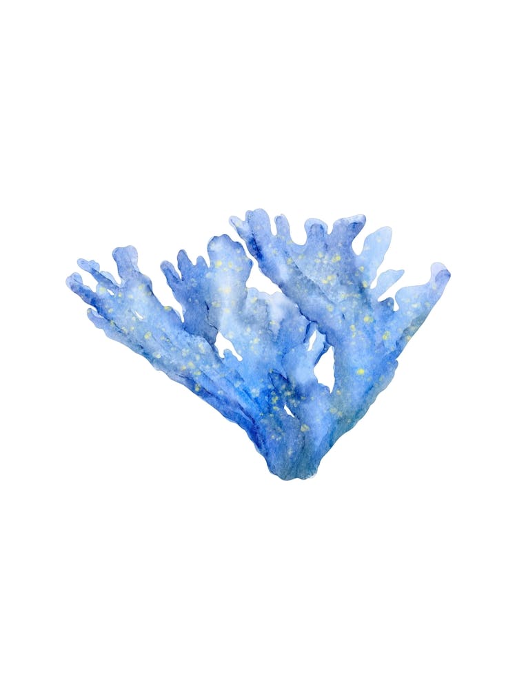 Blue Coral 2