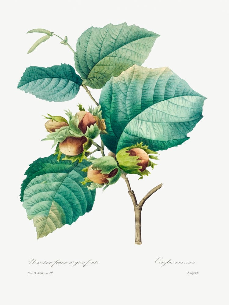 Hazelnut, Pierre Joseph Redoute 1