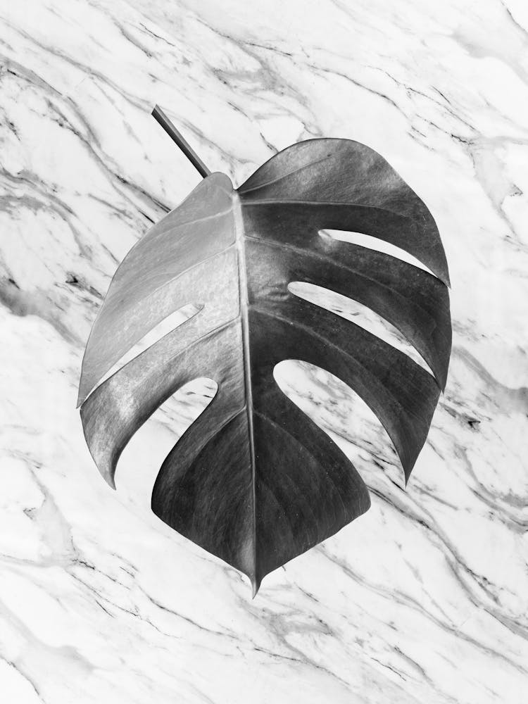 Floral collage art 4